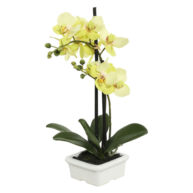 Bloomsbury Market Artificial Orchid Flowers in Pot & Reviews Wayfair